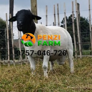 PENZIFD2508