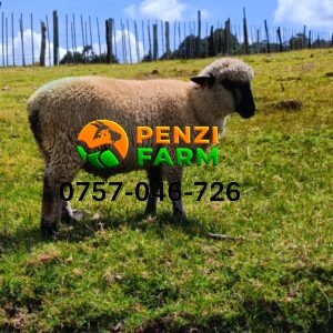PENZFH2529