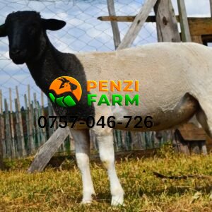 PENZIFD2519