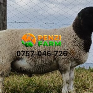 PENZIFD2518