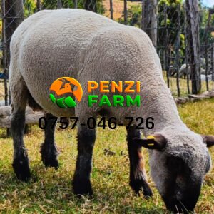 PENZIFH2527
