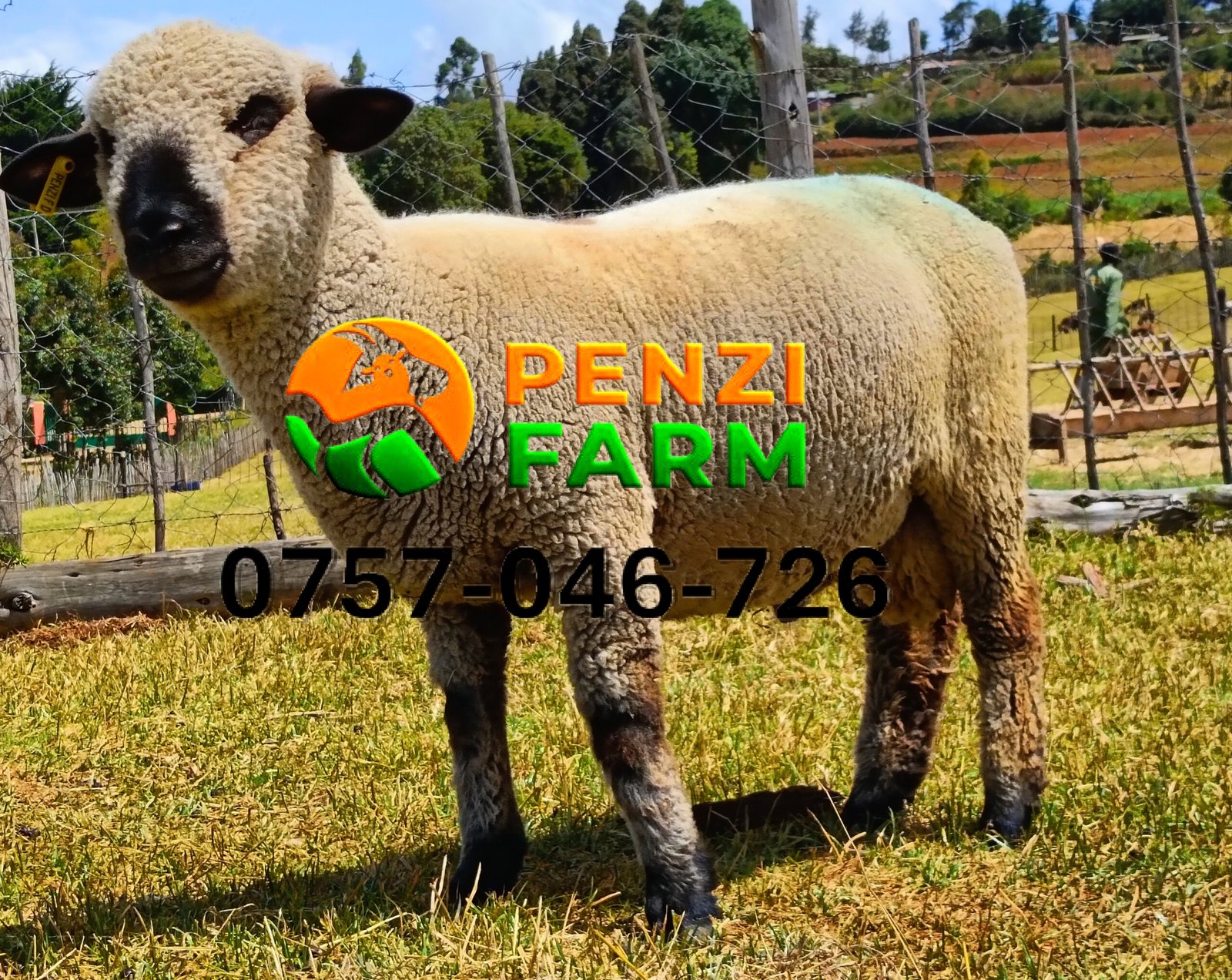 PENZIFH2520 - Image 7