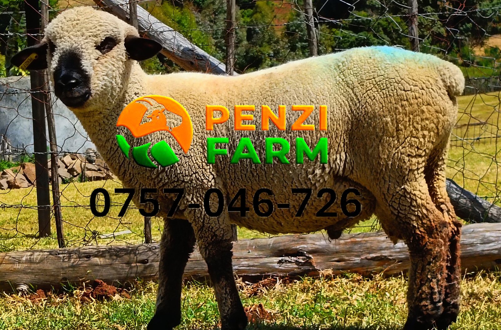 PENZIFH2520 - Image 2