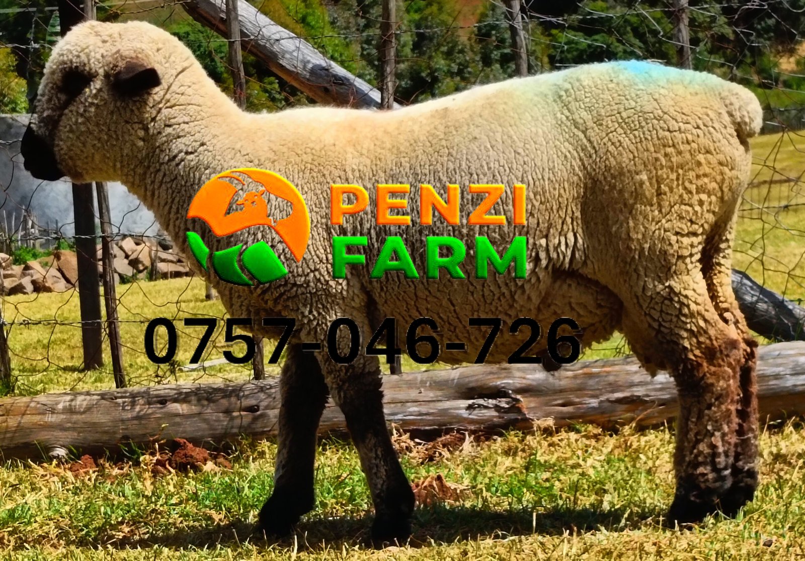 PENZIFH2520 - Image 3