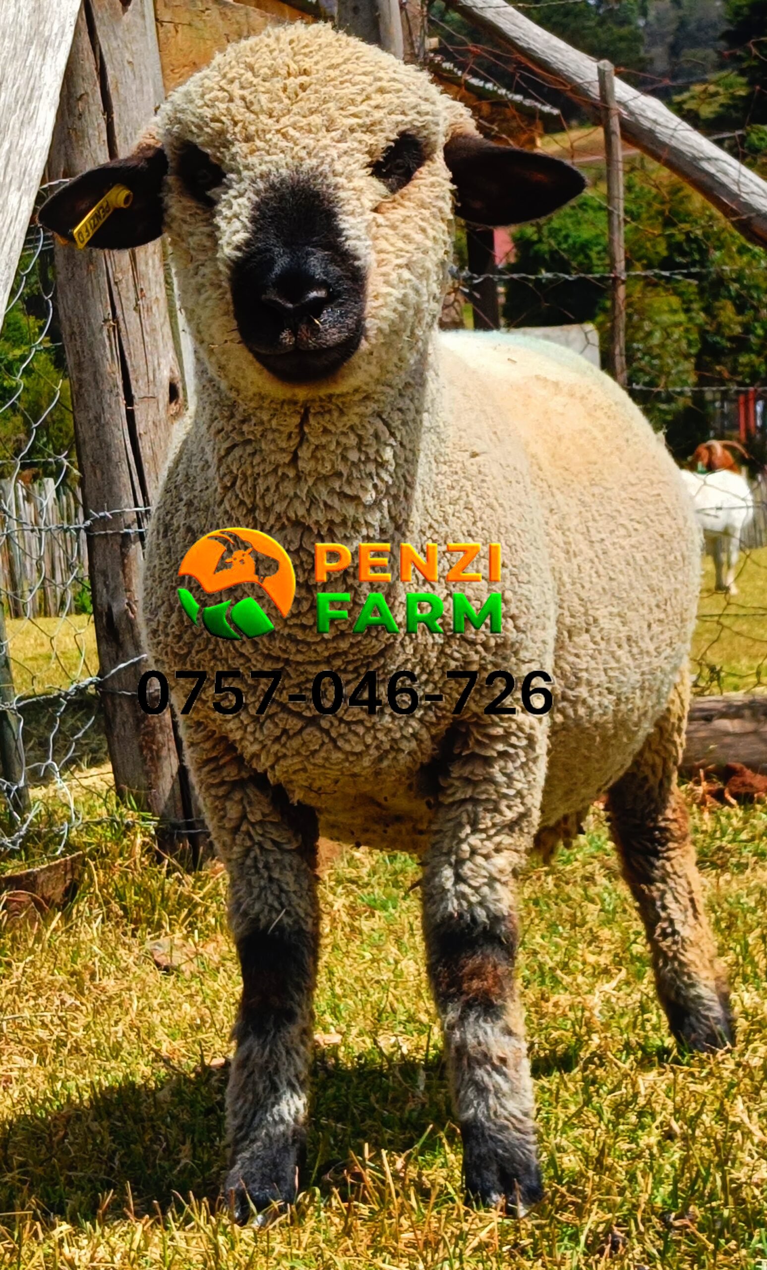 PENZIFH2520 - Image 5