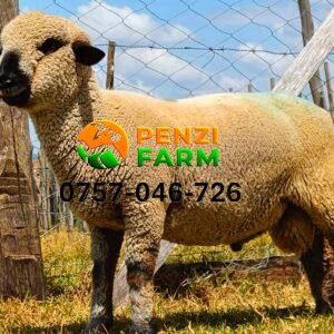 PENZIFH2520