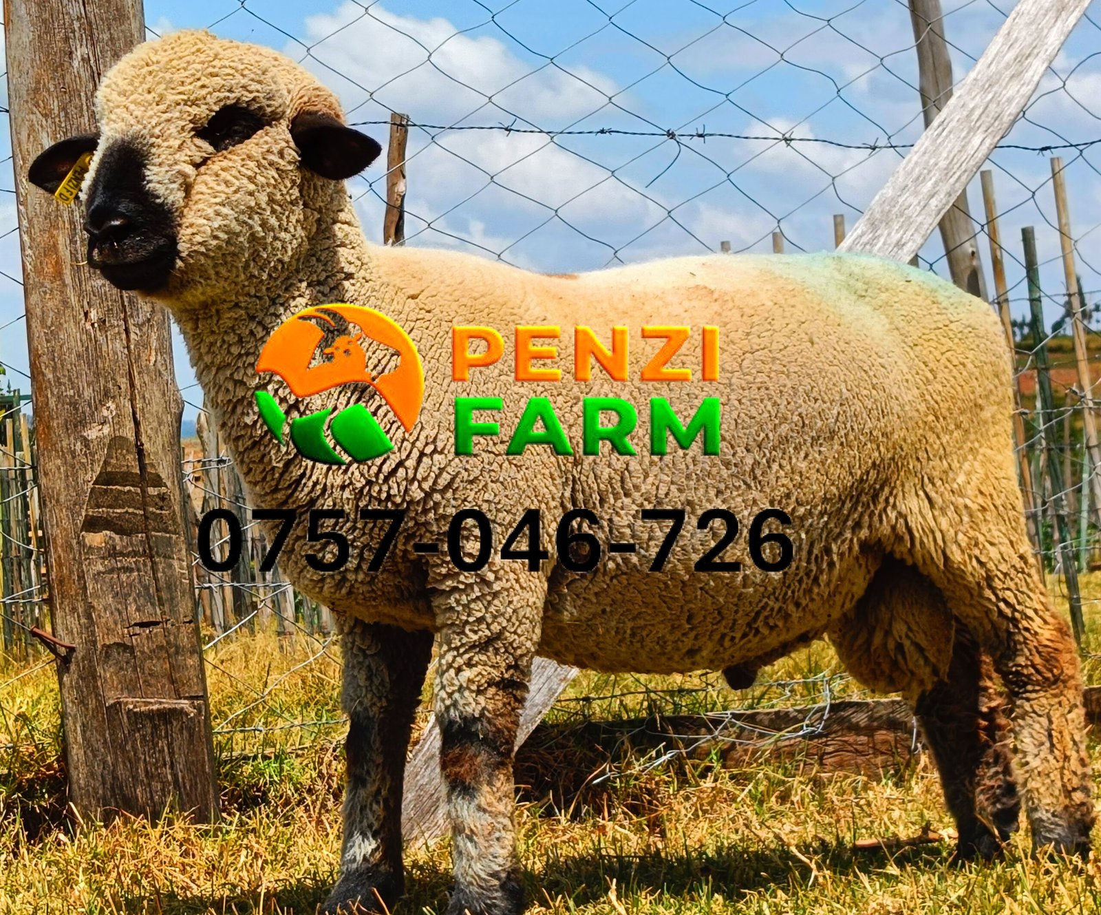 PENZIFH2520