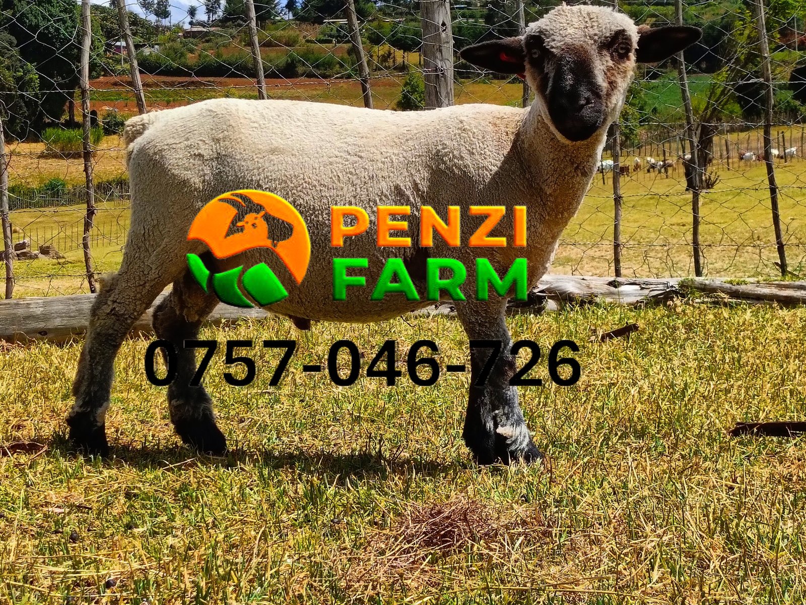 PENZIFH2526 - Image 5