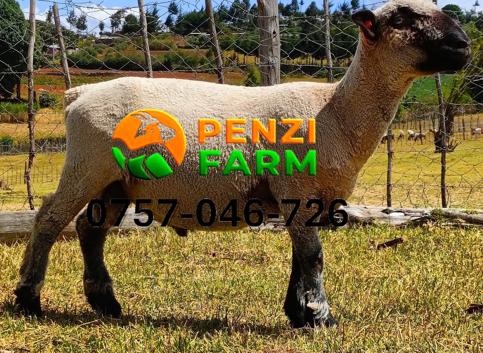 PENZIFH2526 - Image 7