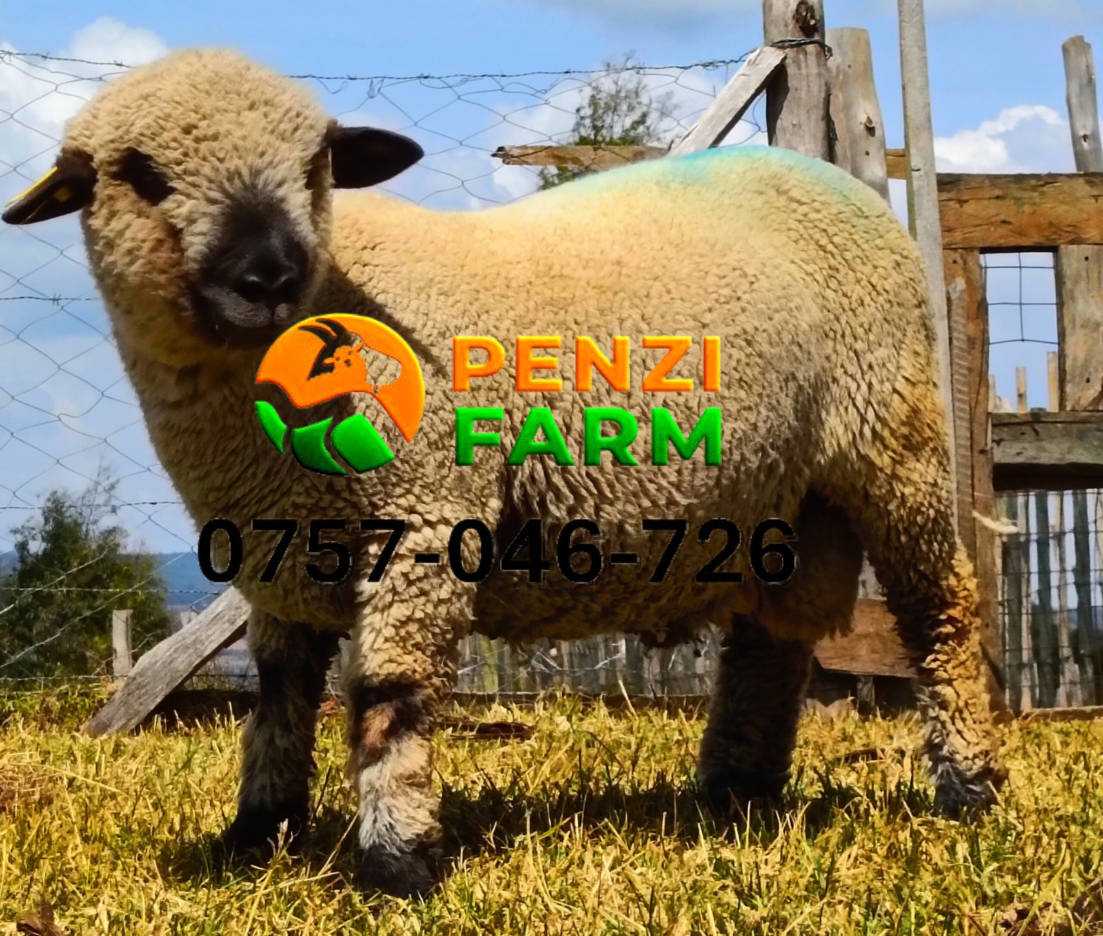 PENZIFH2518 - Image 2