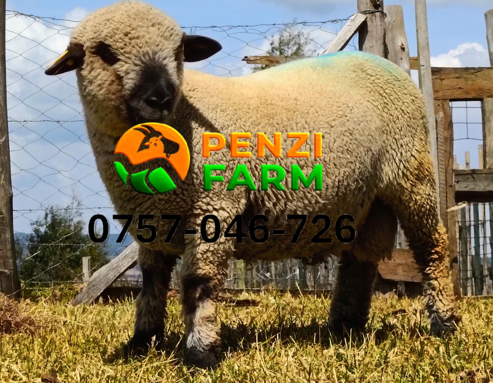 PENZIFH2518 - Image 3