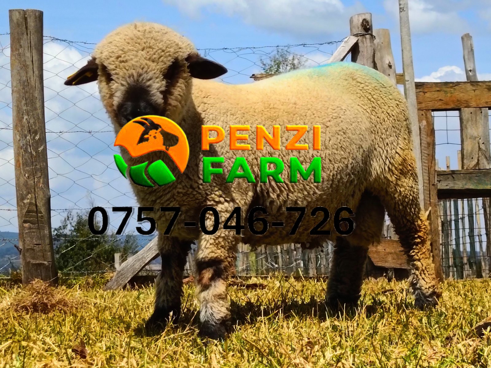 PENZIFH2518 - Image 4