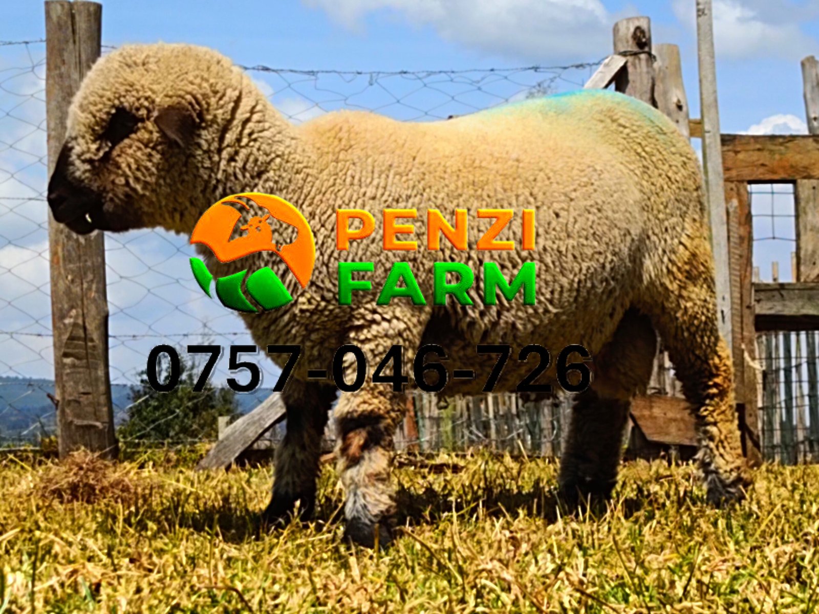 PENZIFH2518 - Image 5