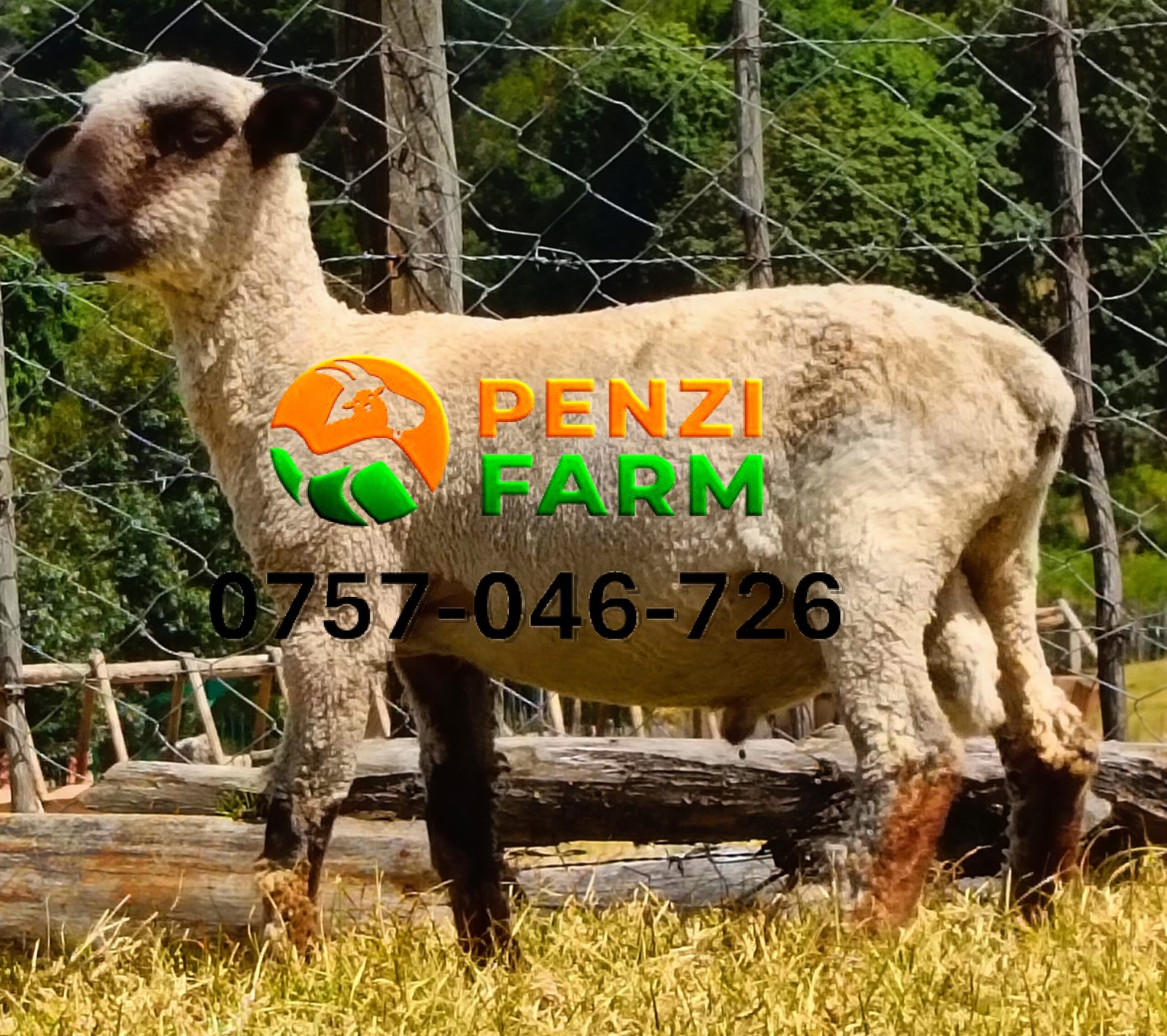 PENZIFH2524 - Image 3