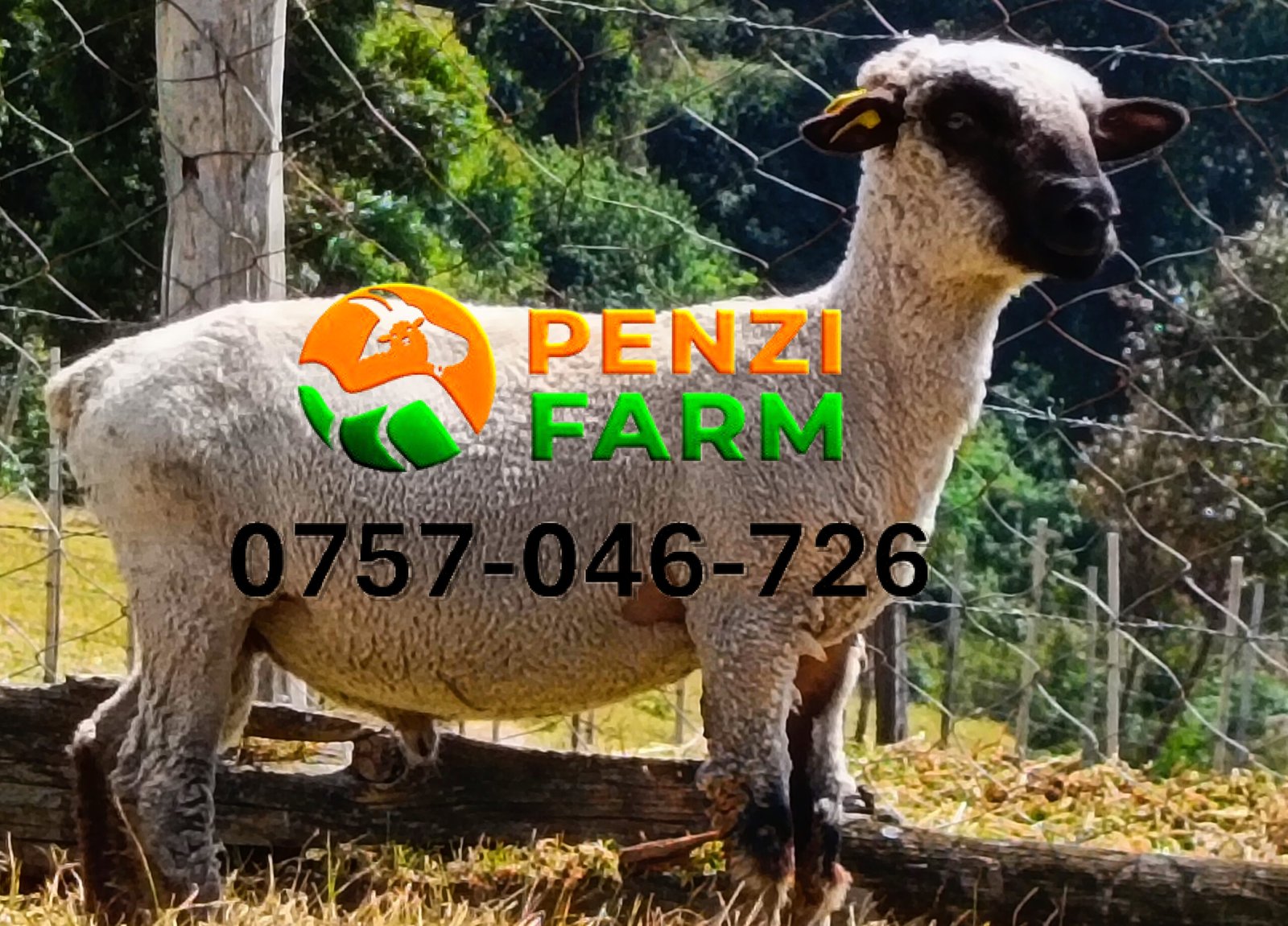 PENZIFH2524 - Image 4