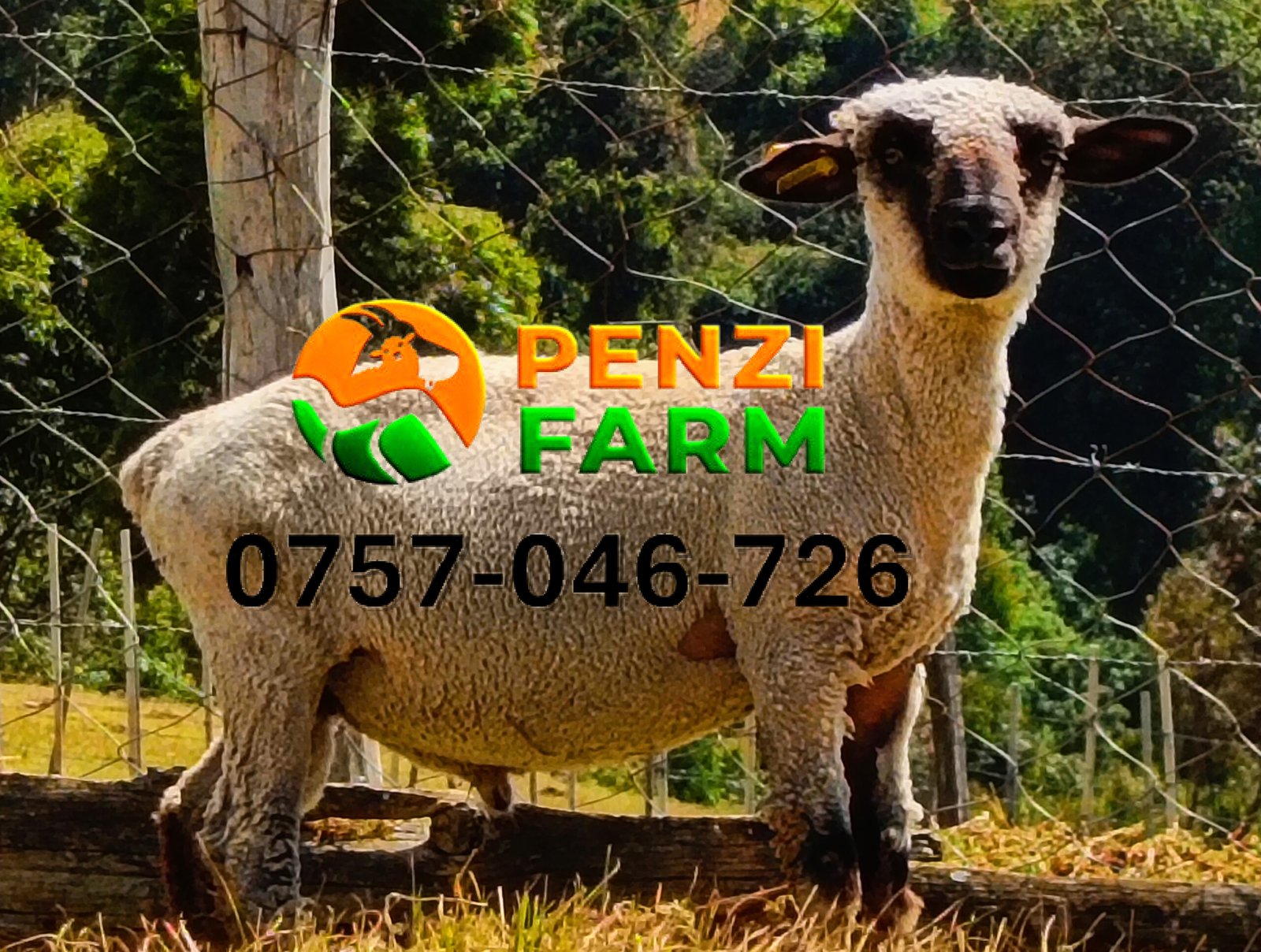 PENZIFH2524 - Image 5