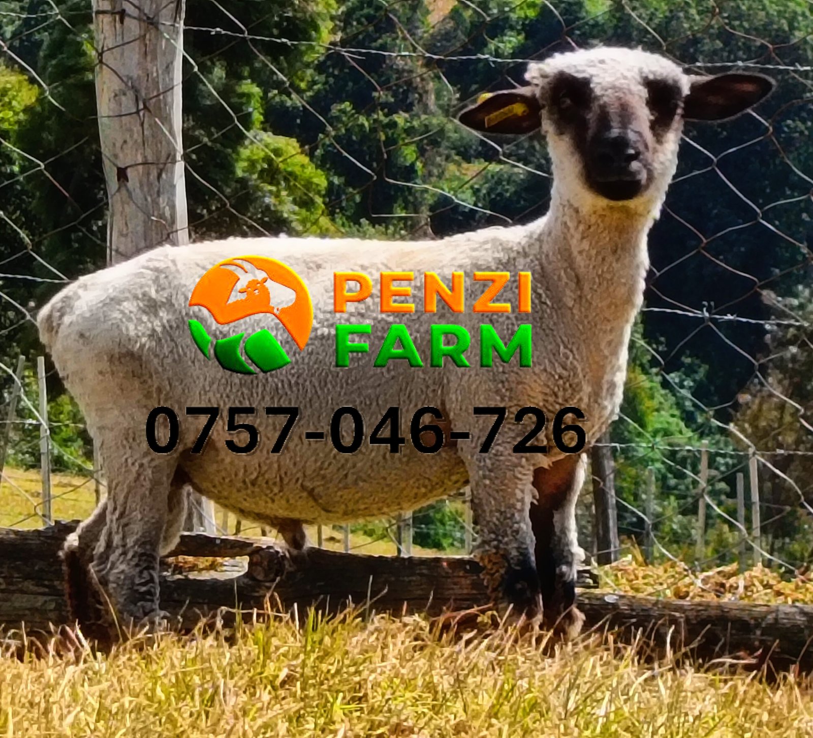 PENZIFH2524 - Image 6