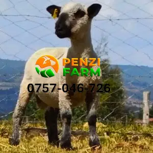 PENZIFH2545