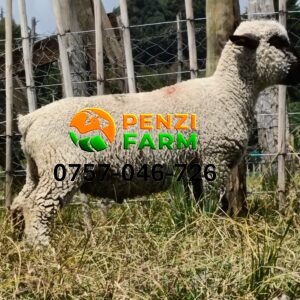 PENZIFH2540