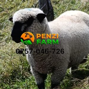 PENZIFH2543