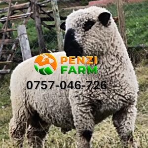 PENZIFH2545