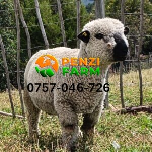 PENZIFH2541