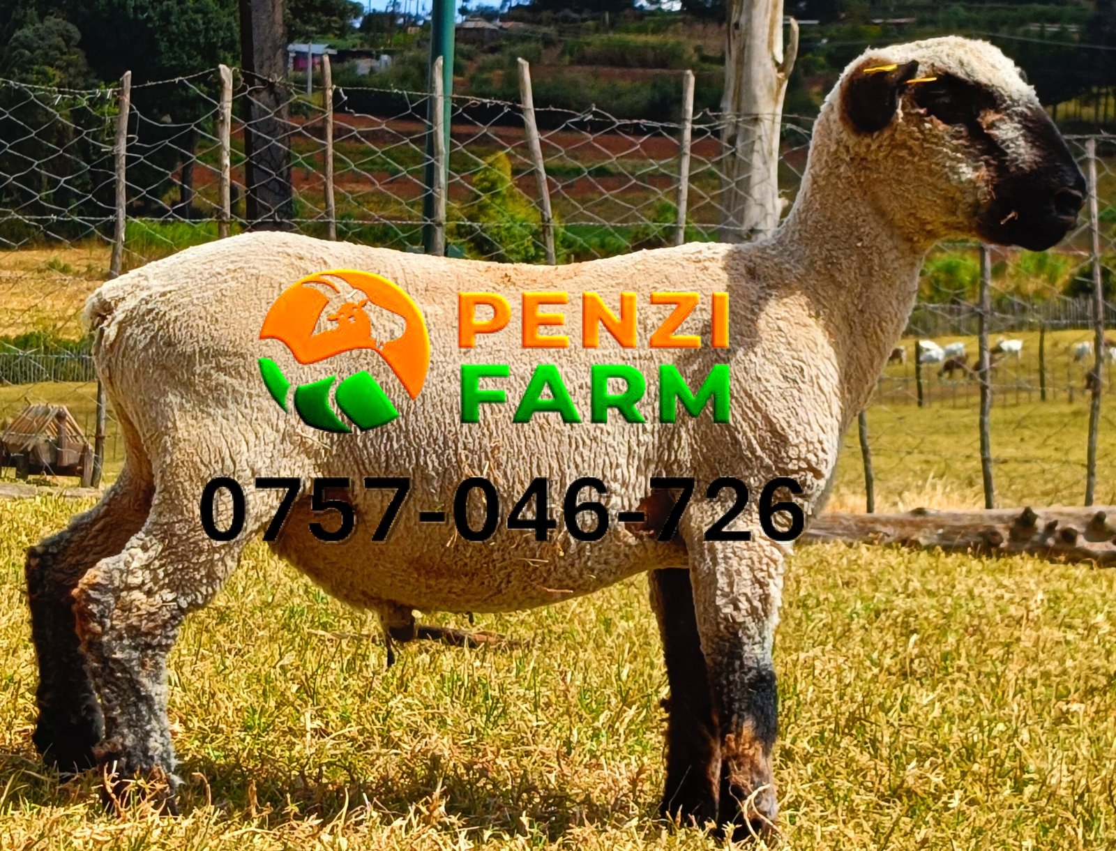 PENZIFH2542 - Image 8