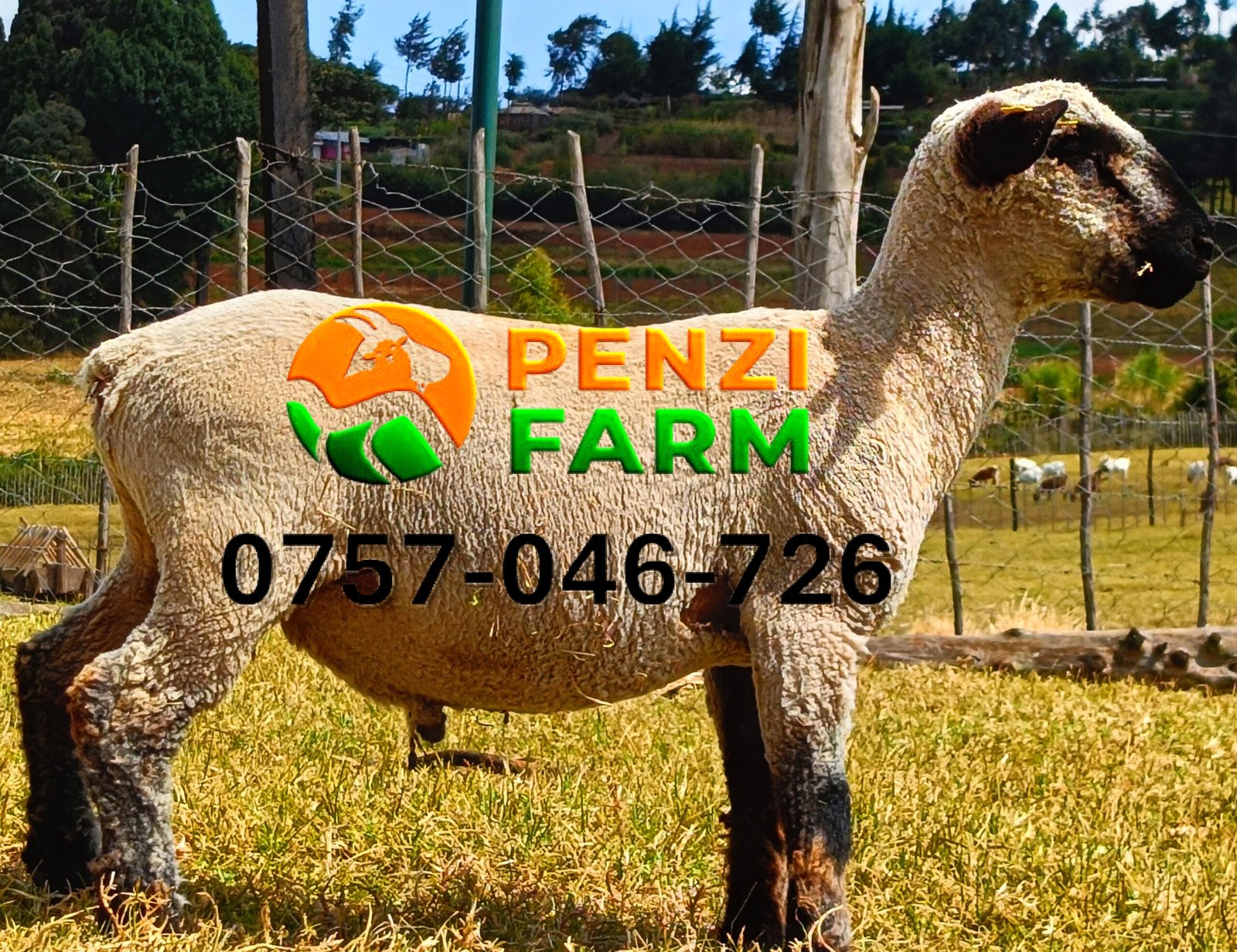 PENZIFH2542 - Image 7