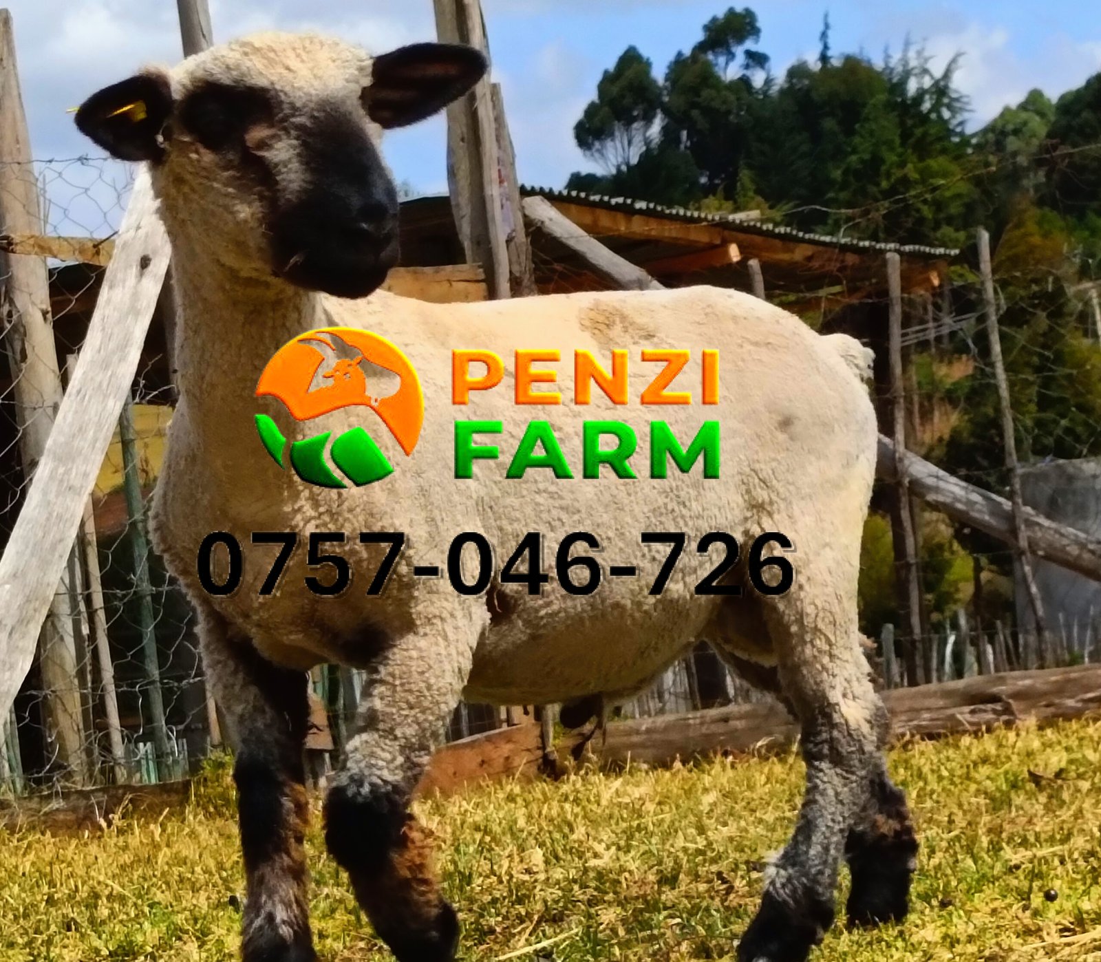 PENZIFH2542 - Image 6