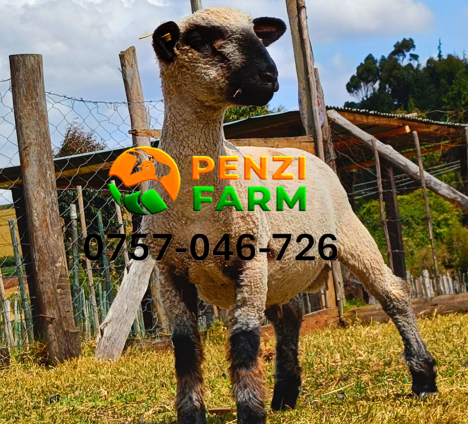 PENZIFH2542 - Image 5