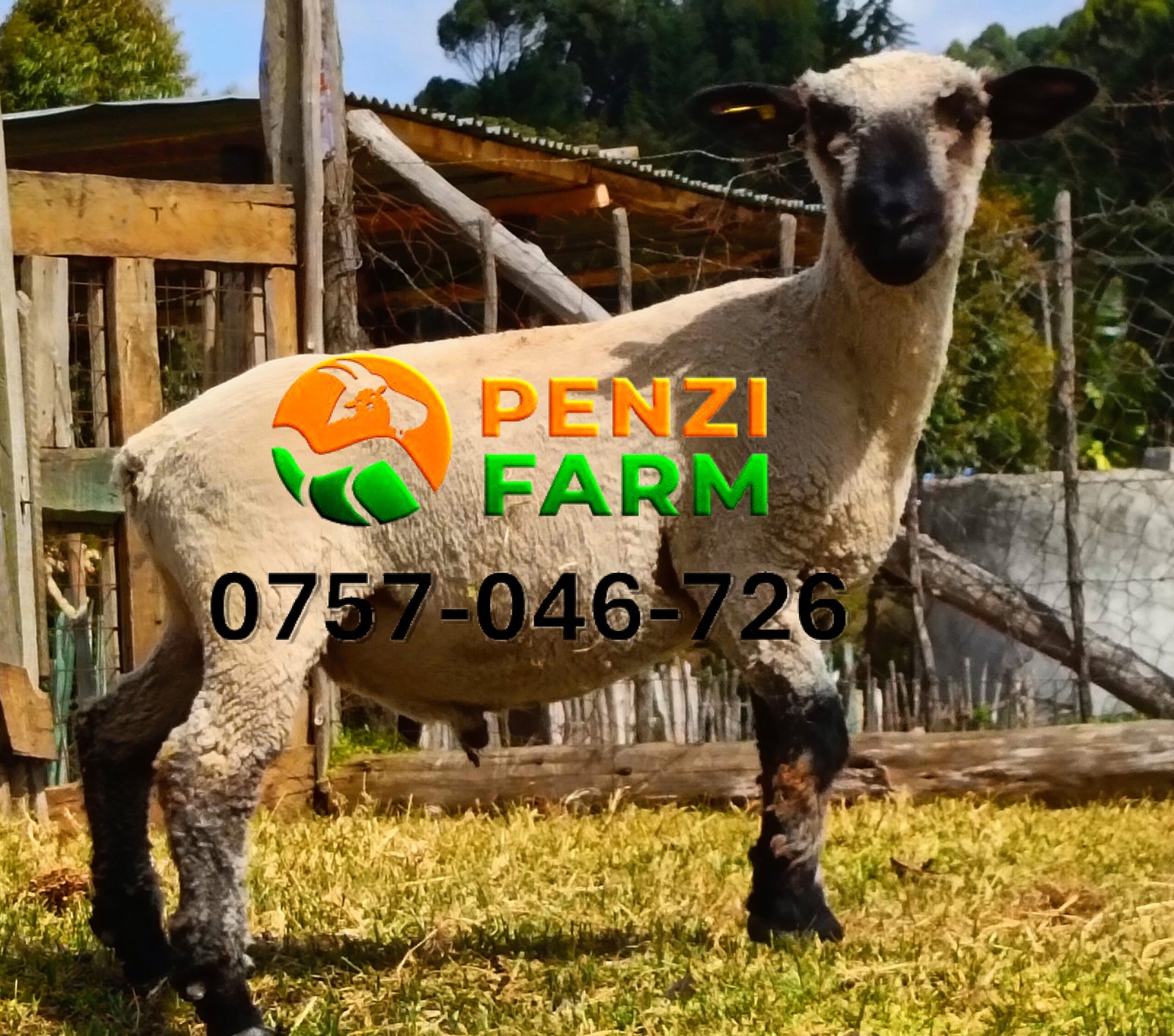 PENZIFH2542 - Image 4