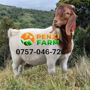 PENZIFB2504