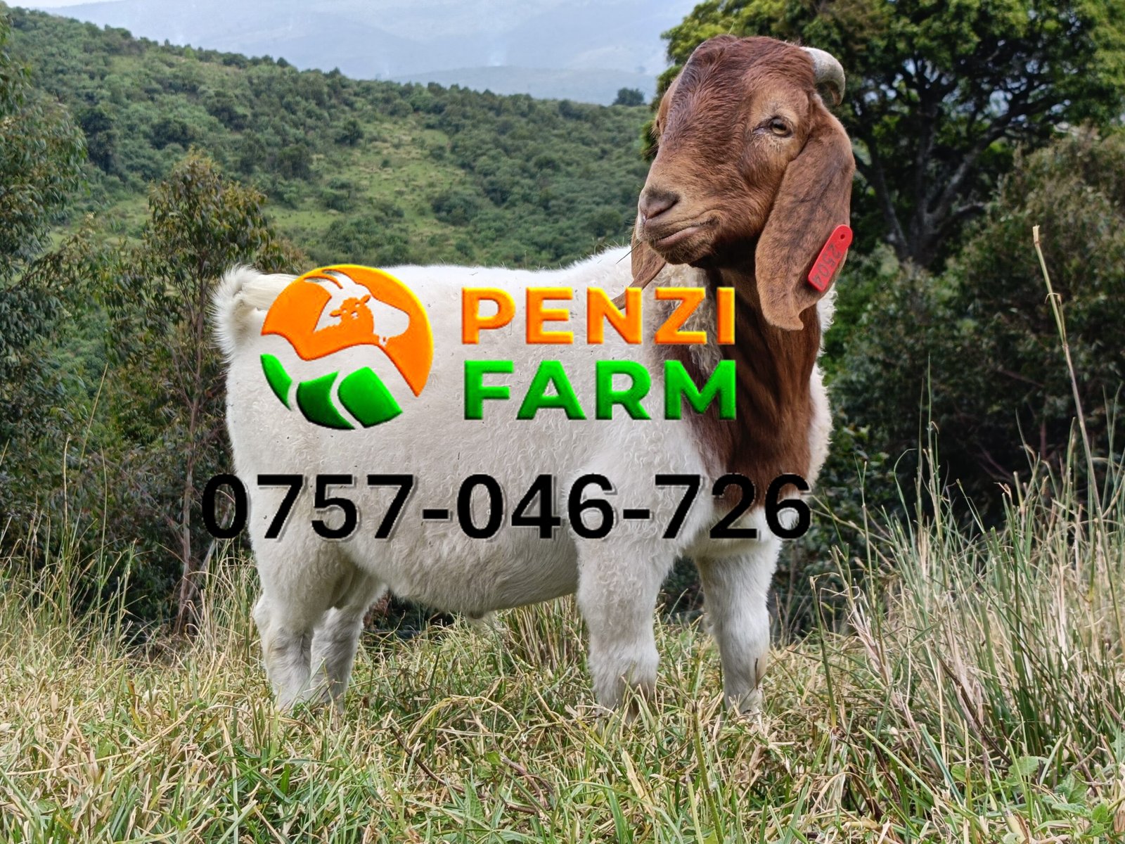 PENZIFB2504