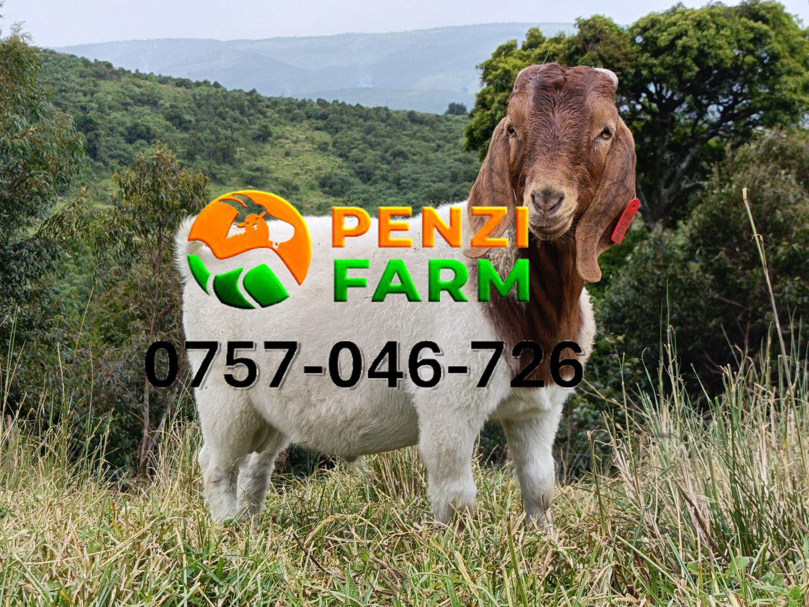 PENZIFB2504 - Image 3