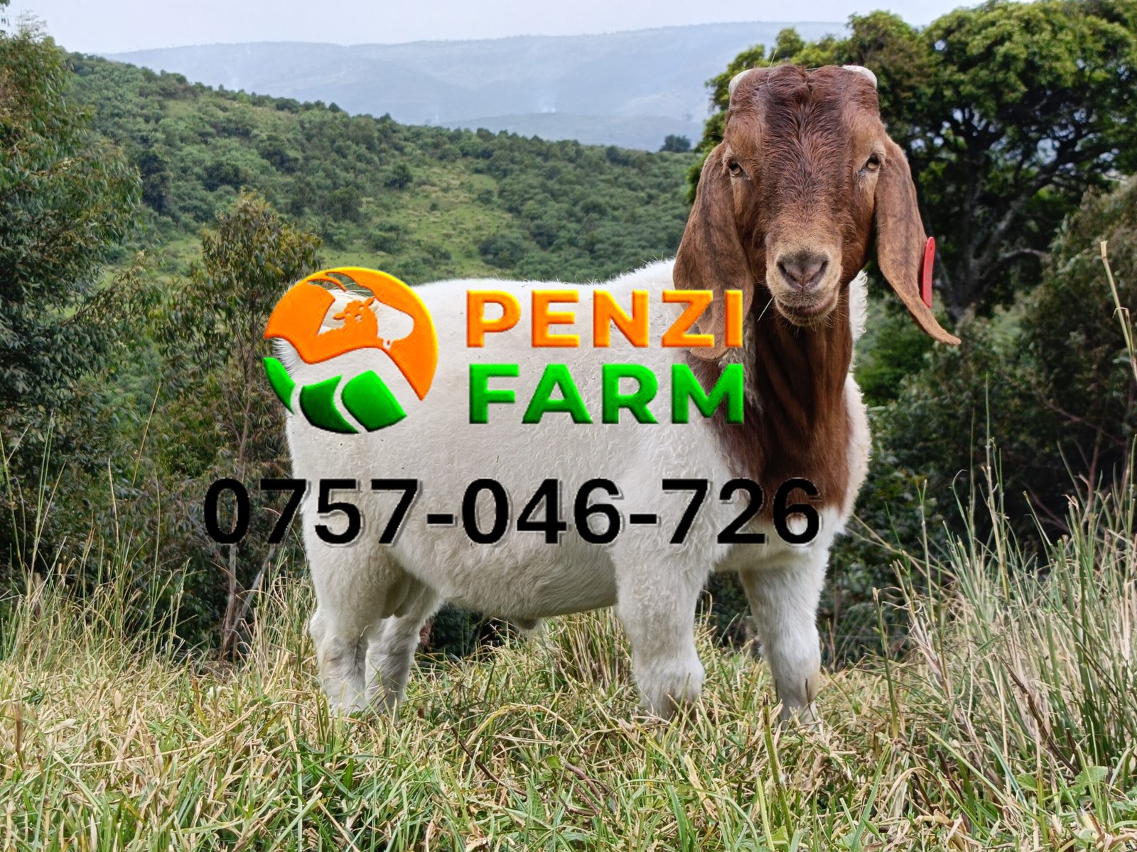 PENZIFB2504 - Image 4