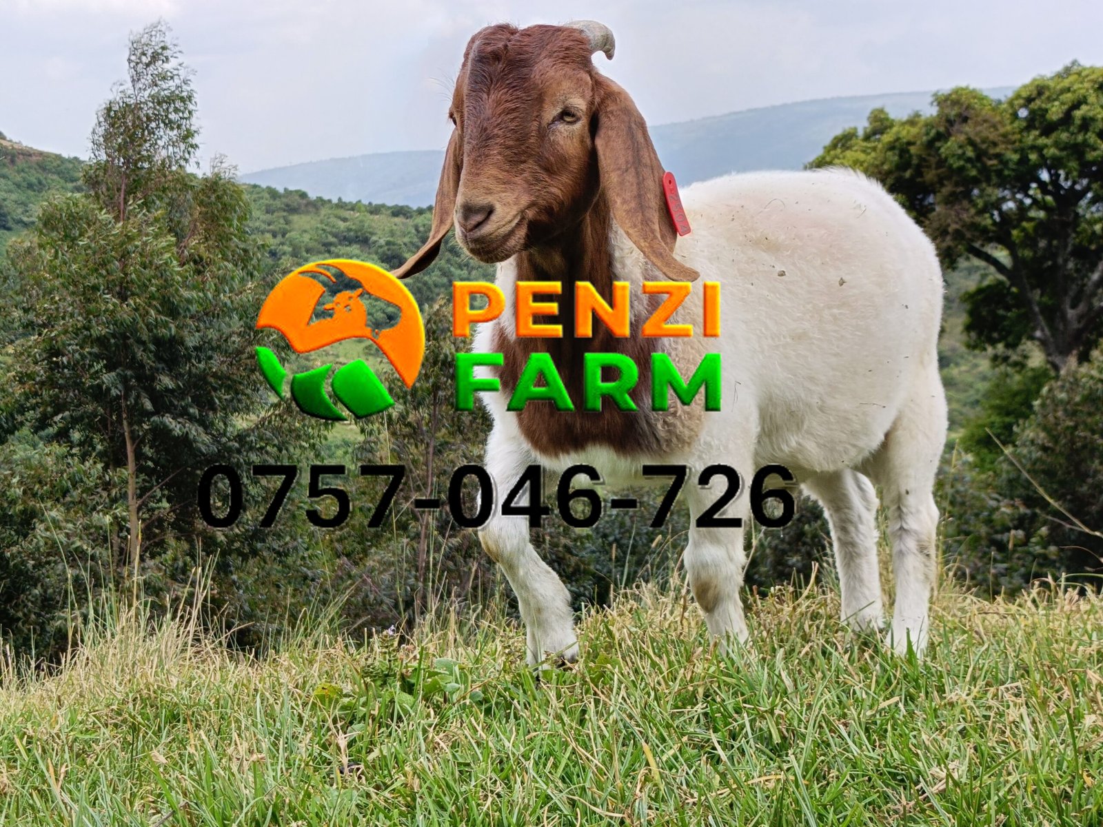 PENZIFB2504 - Image 5