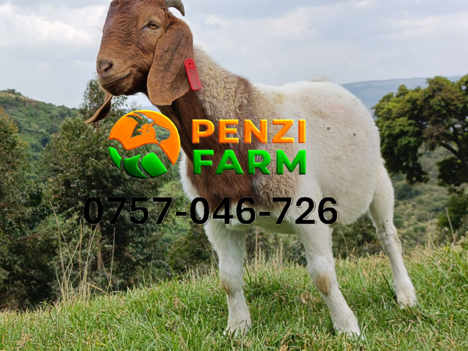 PENZIFB2504 - Image 7