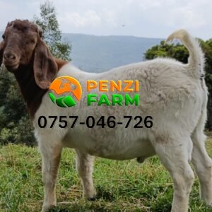 PENZIFB2505