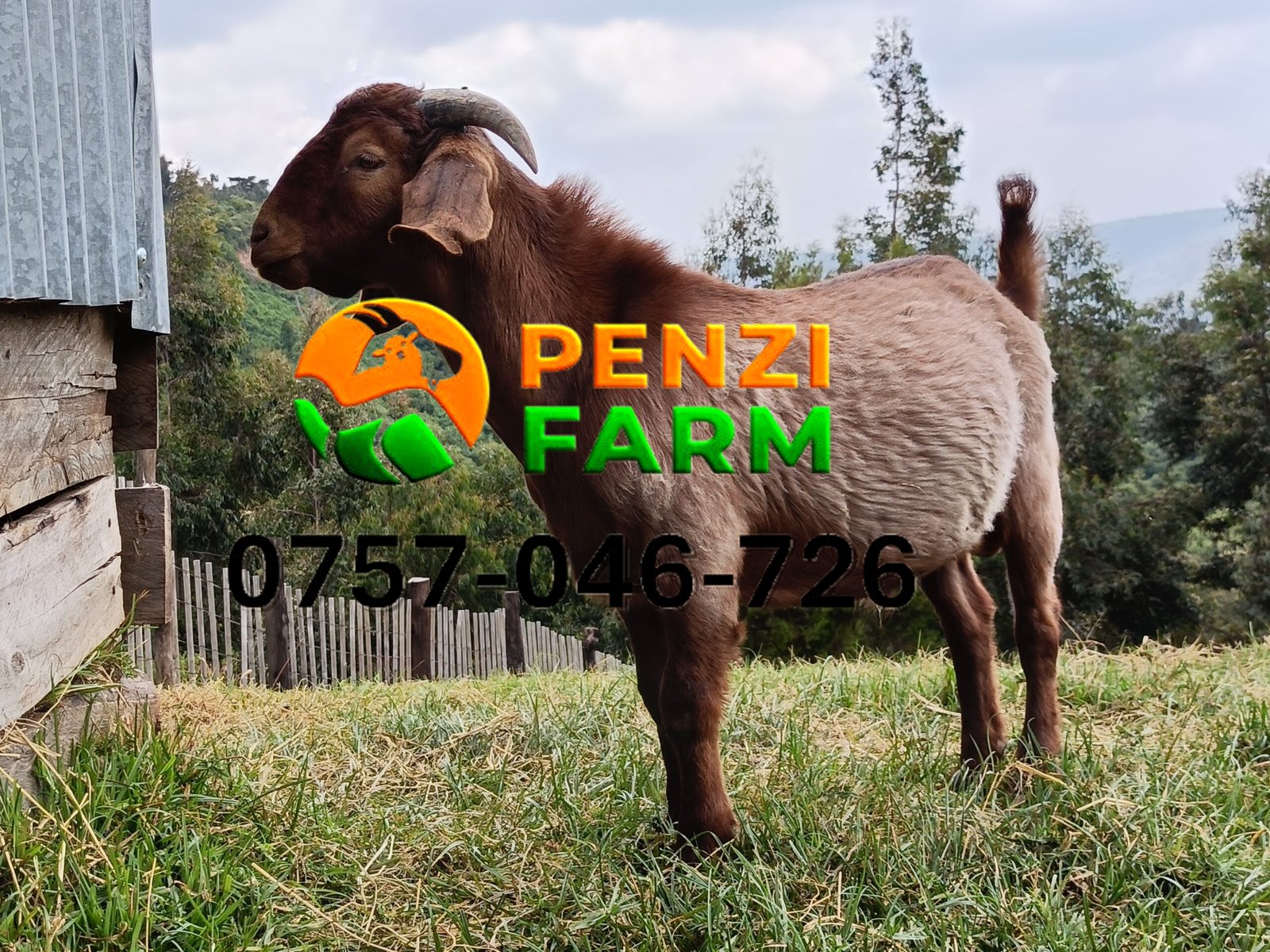 PENZIFK2502 - Image 2