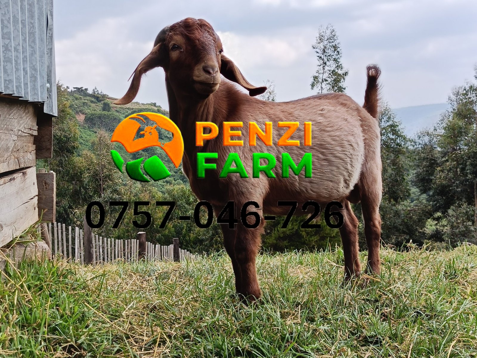 PENZIFK2502 - Image 3