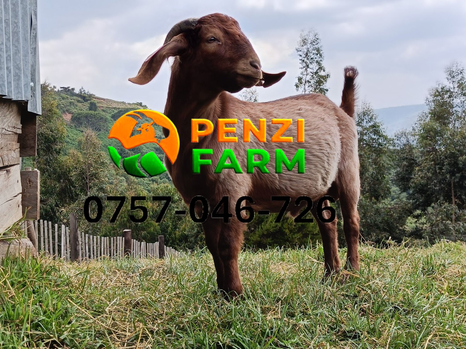 PENZIFK2502 - Image 4