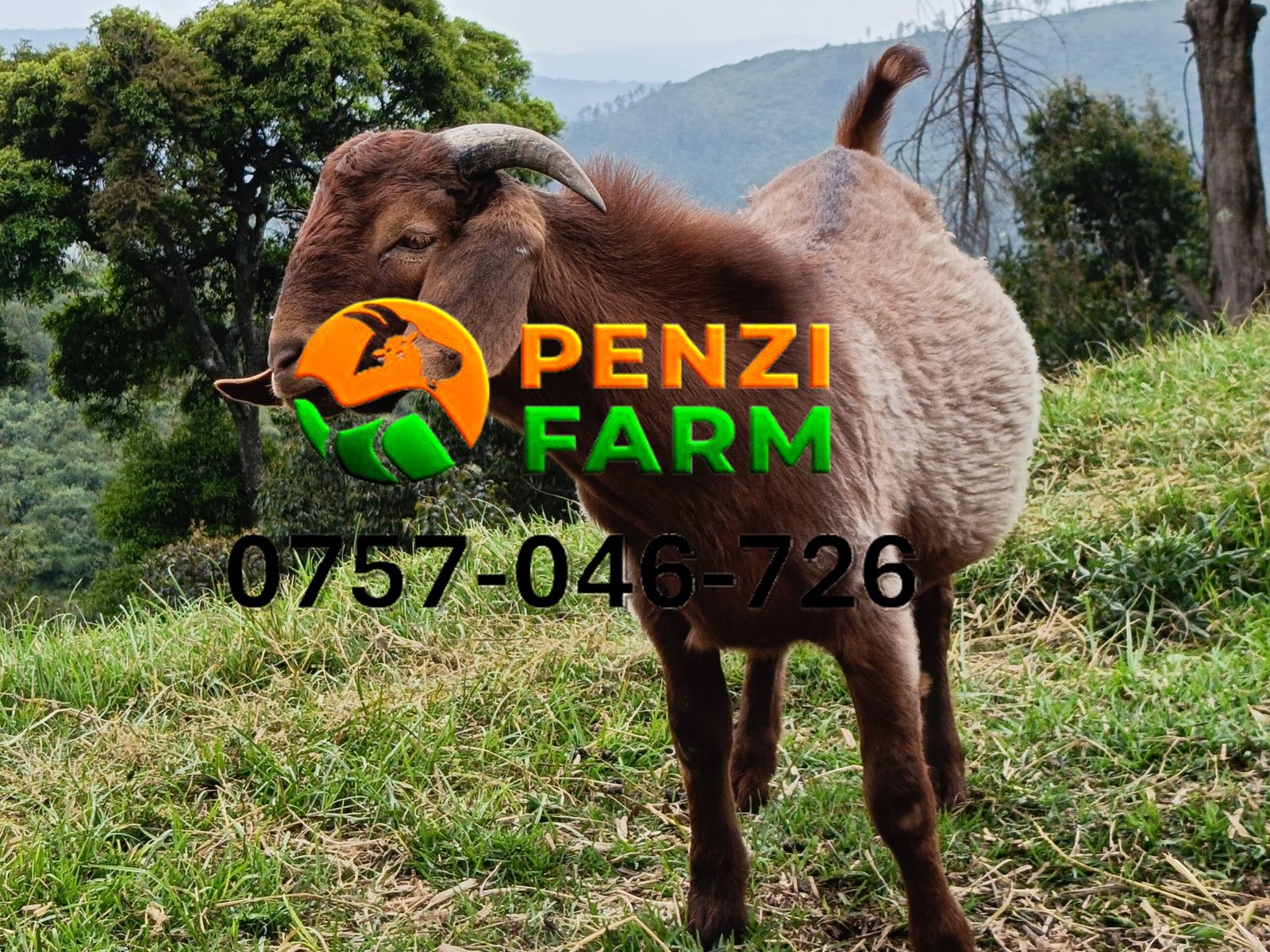 PENZIFK2502 - Image 5