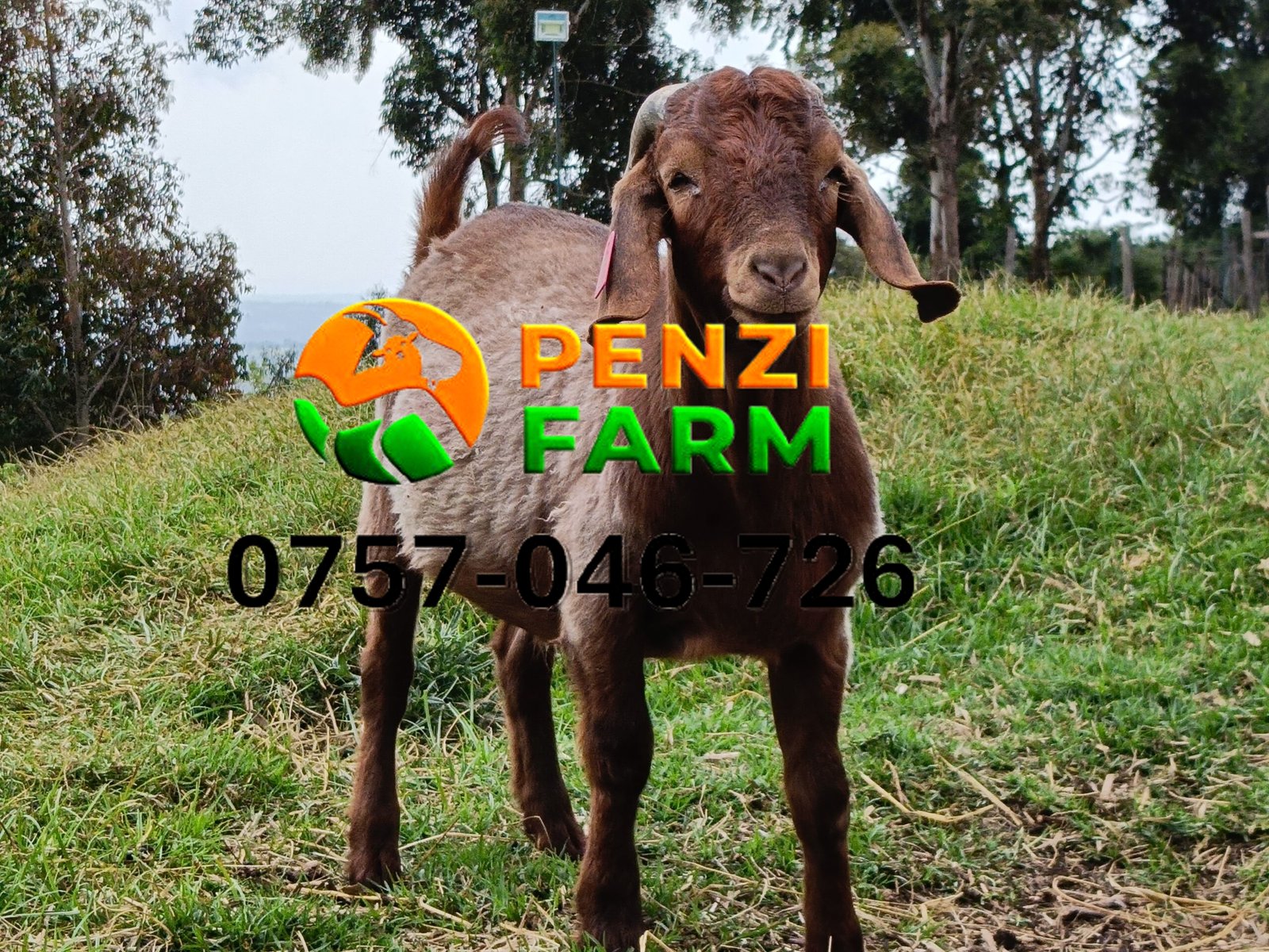 PENZIFK2502