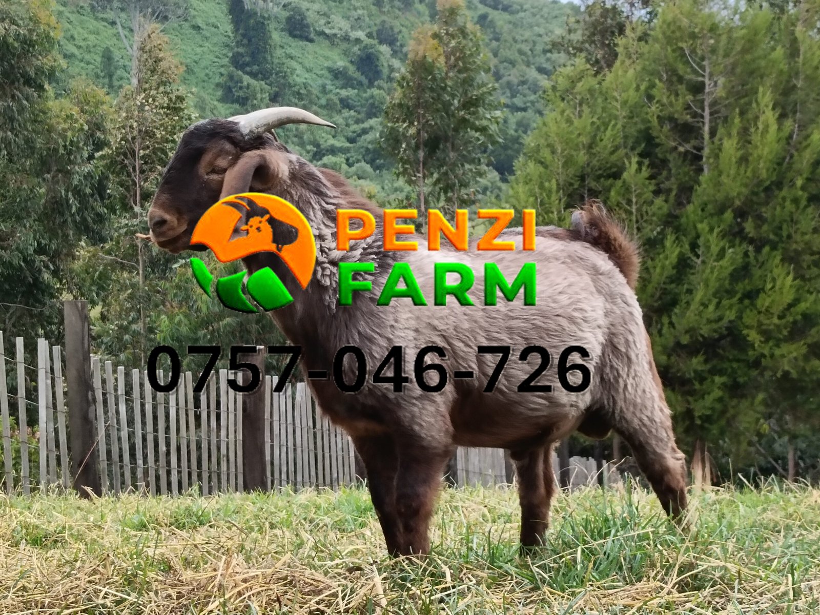 PENZIFK2503 - Image 2