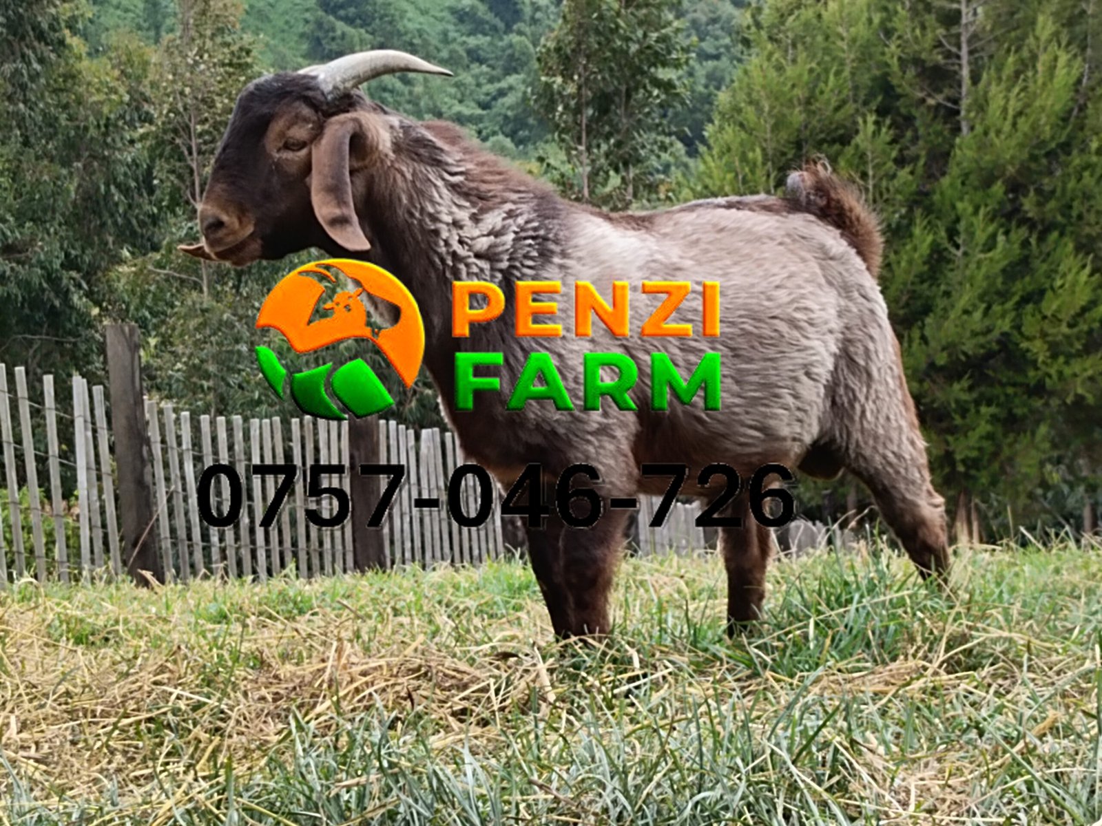 PENZIFK2503