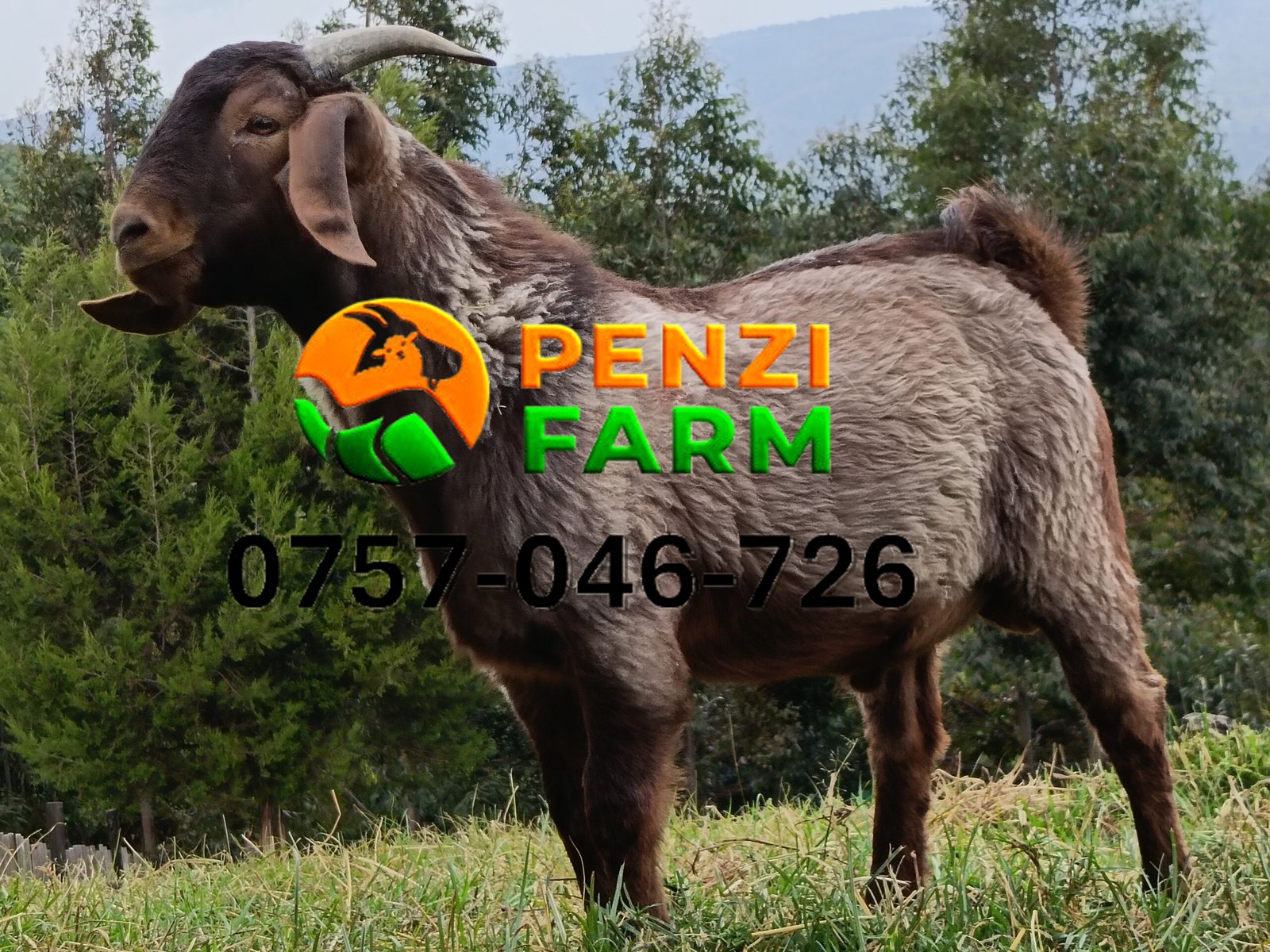 PENZIFK2503 - Image 4