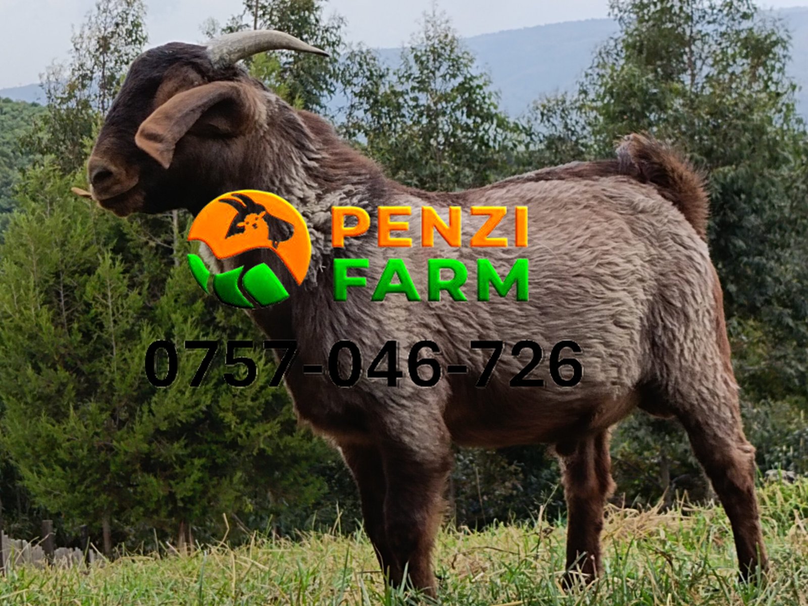 PENZIFK2503 - Image 5