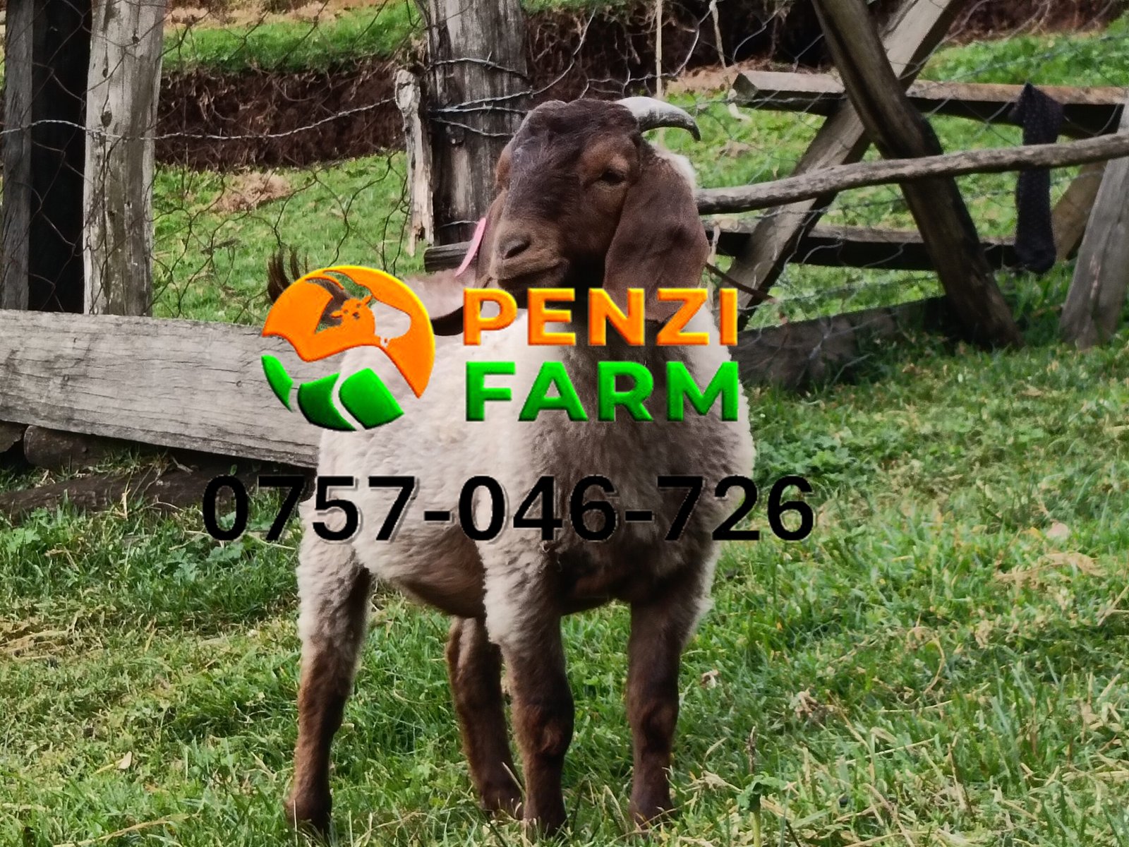 PENZIFK2505 - Image 2