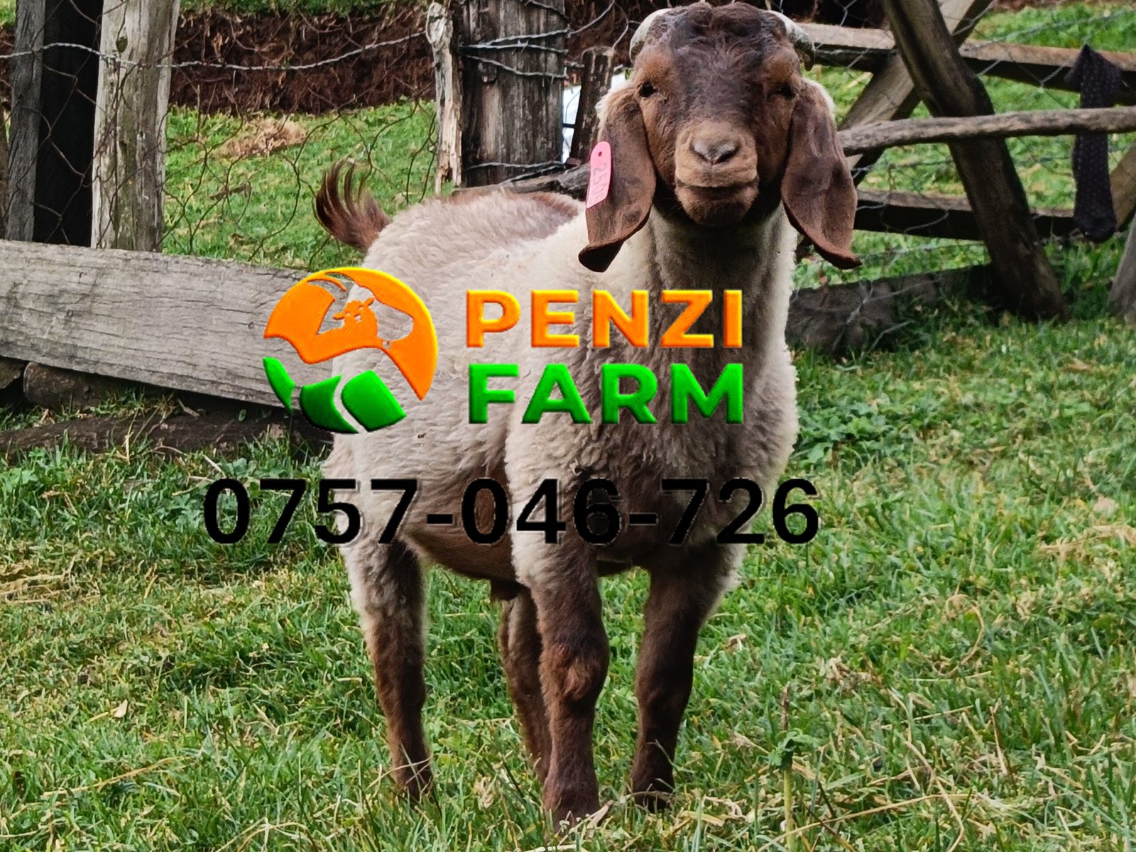 PENZIFK2505