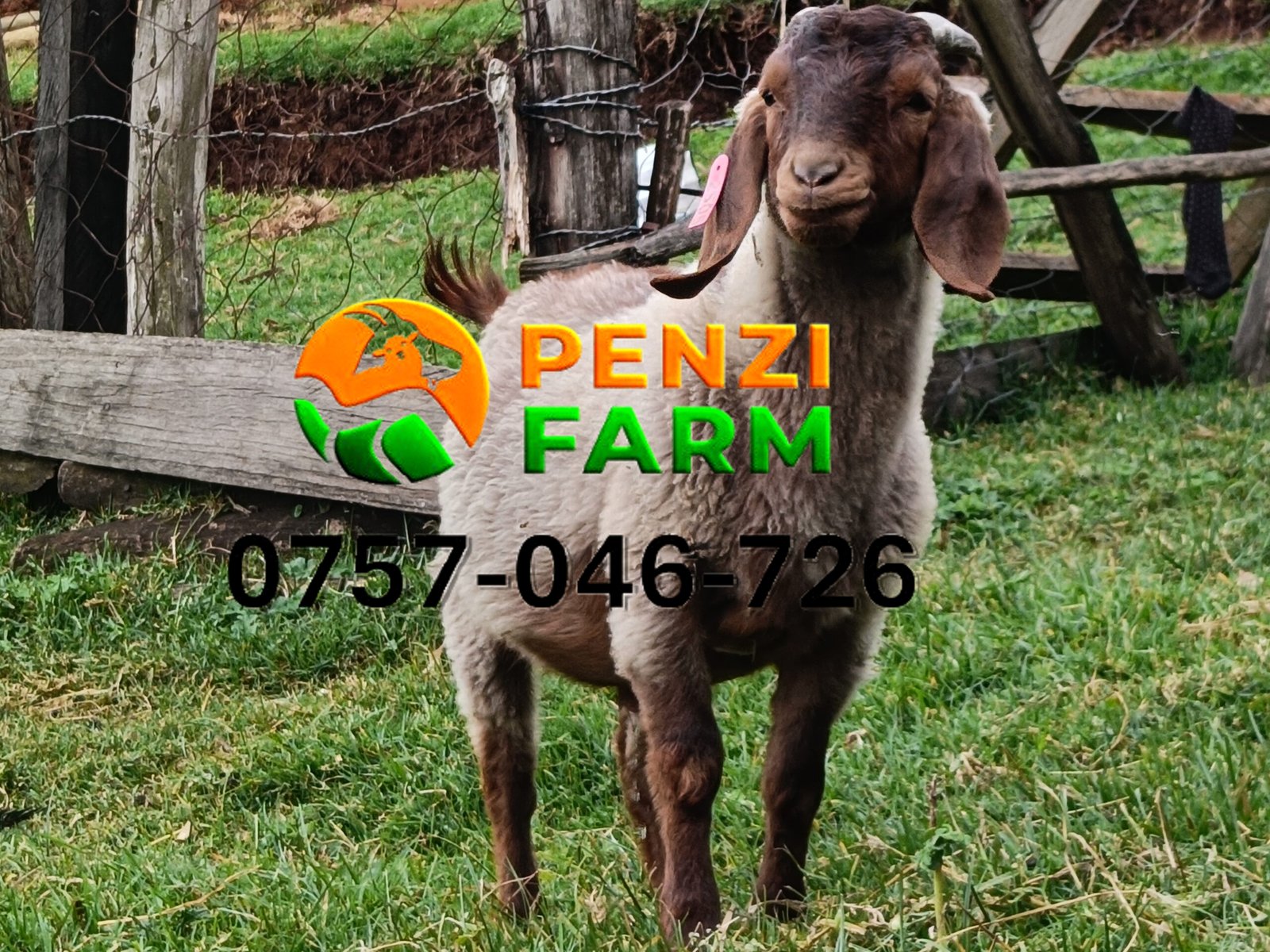 PENZIFK2505 - Image 4
